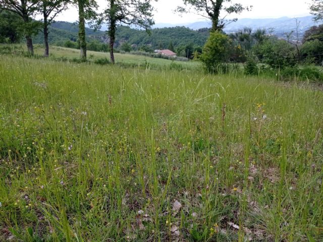 Serapias parviflora e ibridi (Mugello)